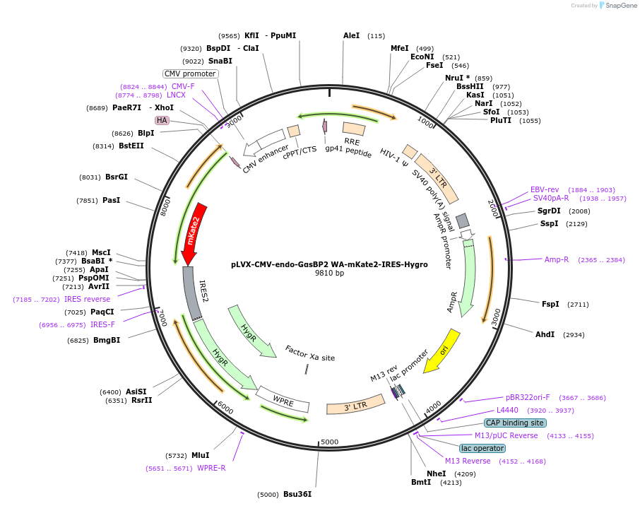 250698-plasmid-map-sequence-id-507226