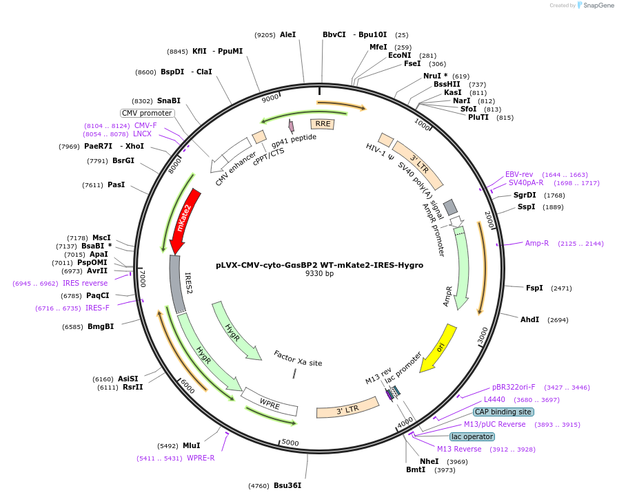 250699-plasmid-map-sequence-id-507227