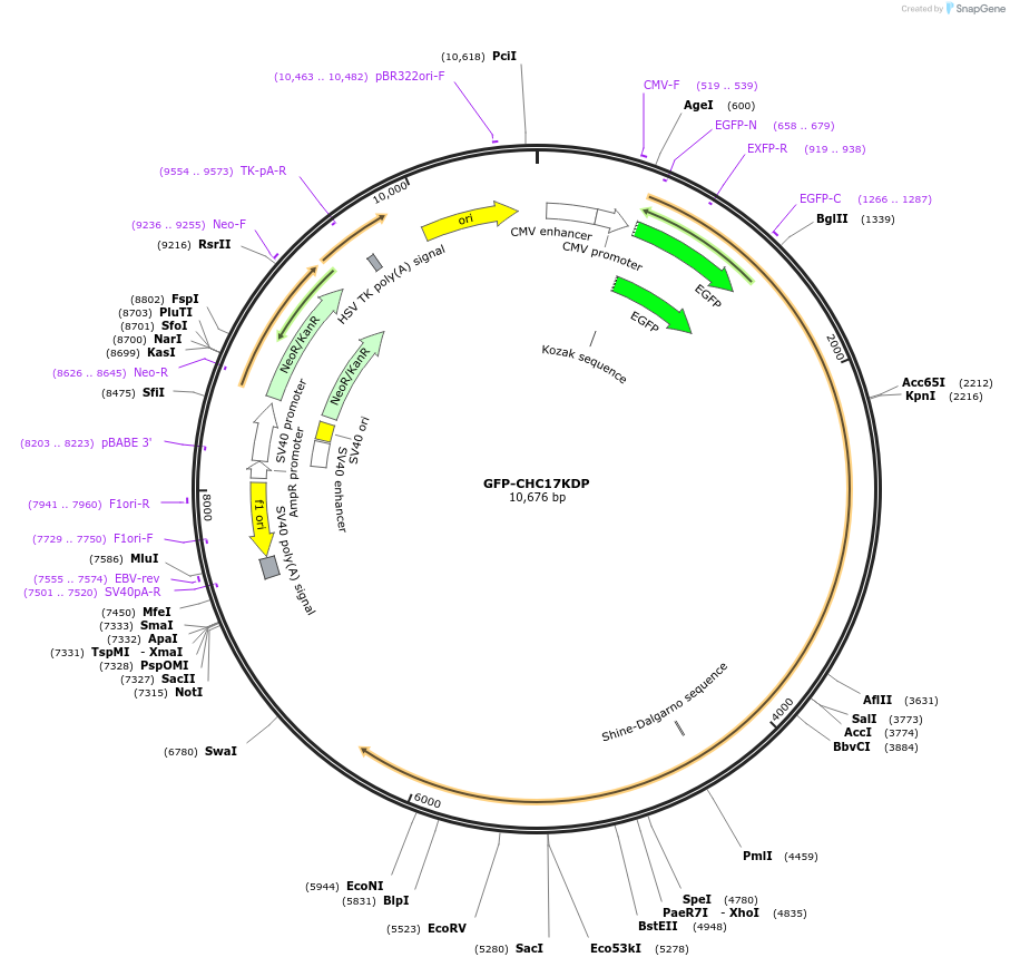 59799-plasmid-map-sequence-id-507236
