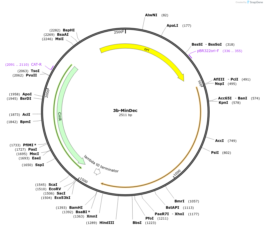 252605-plasmid-map-sequence-id-507274