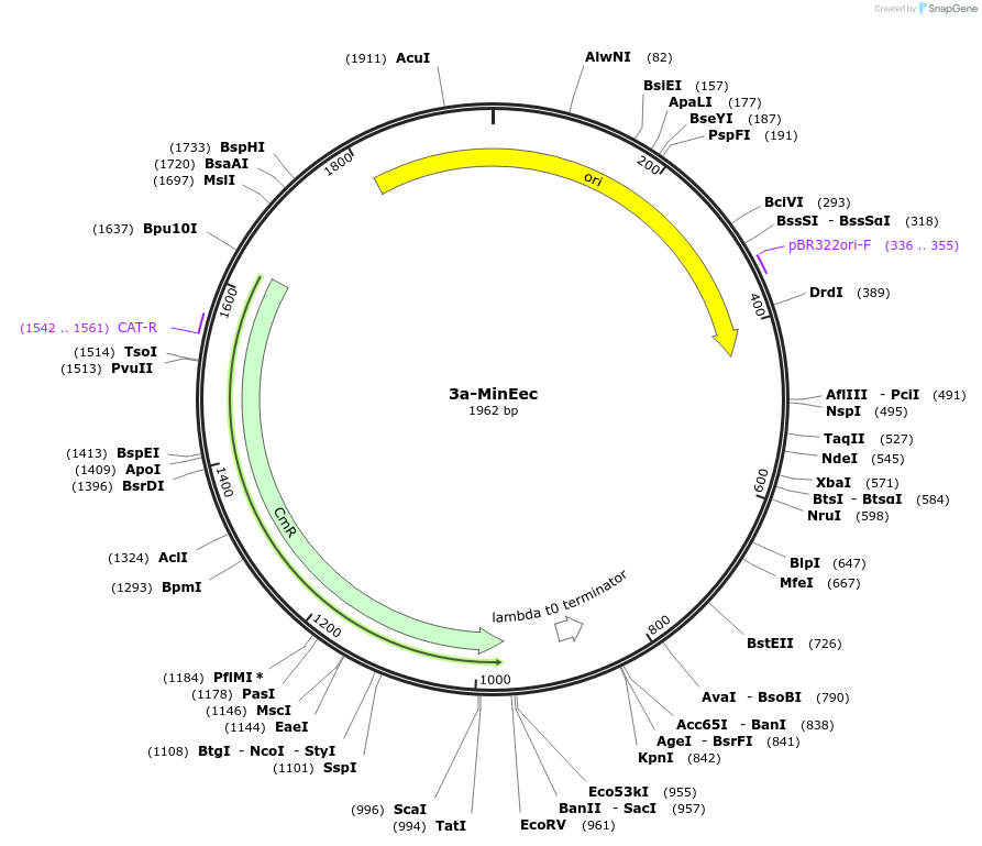 252606-plasmid-map-sequence-id-507275