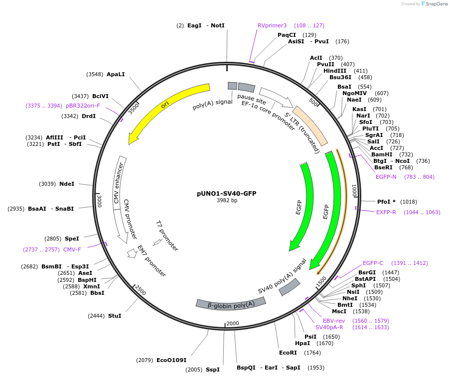 252592-plasmid-map-sequence-id-507286