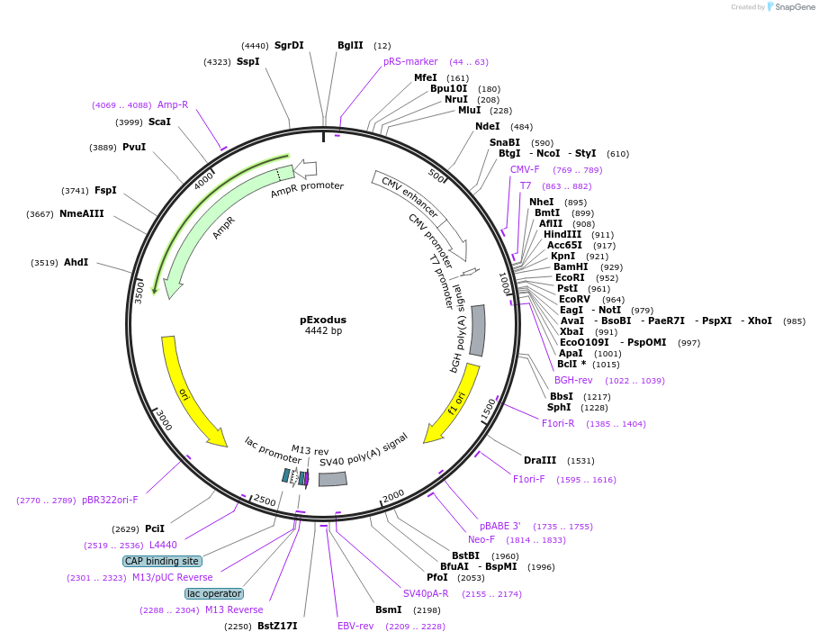 39991-plasmid-map-sequence-id-50729