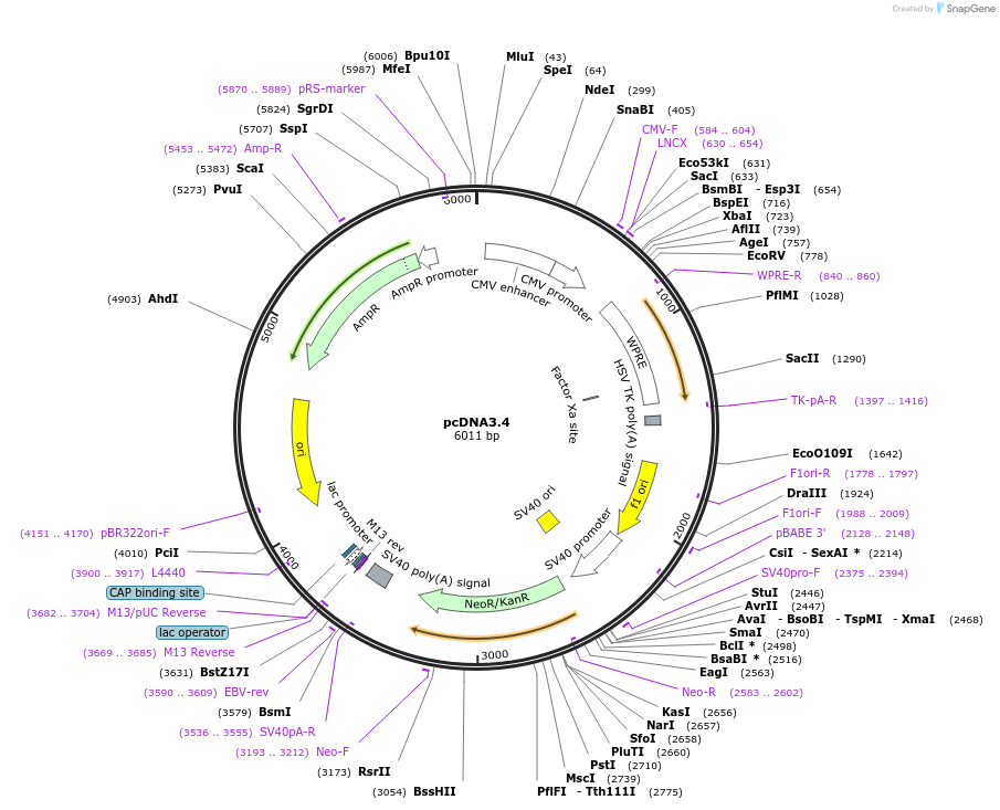 253816-plasmid-map-sequence-id-507302