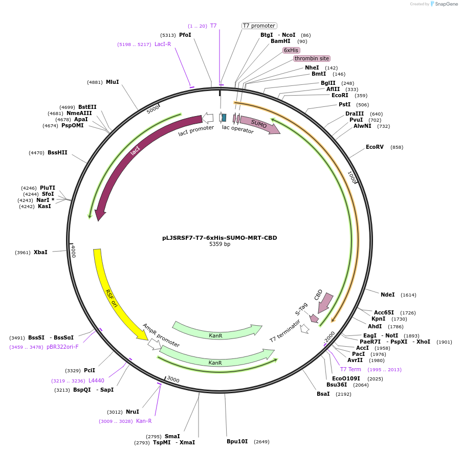 253350-plasmid-map-sequence-id-507308
