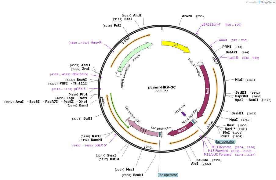 254756-plasmid-map-sequence-id-507319