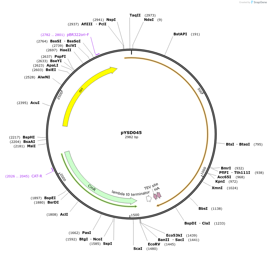 252961-plasmid-map-sequence-id-507322