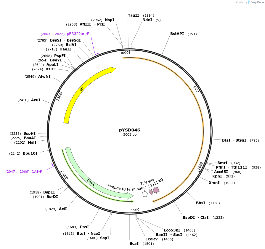 252962-plasmid-map-sequence-id-507323