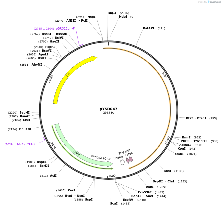 252963-plasmid-map-sequence-id-507324