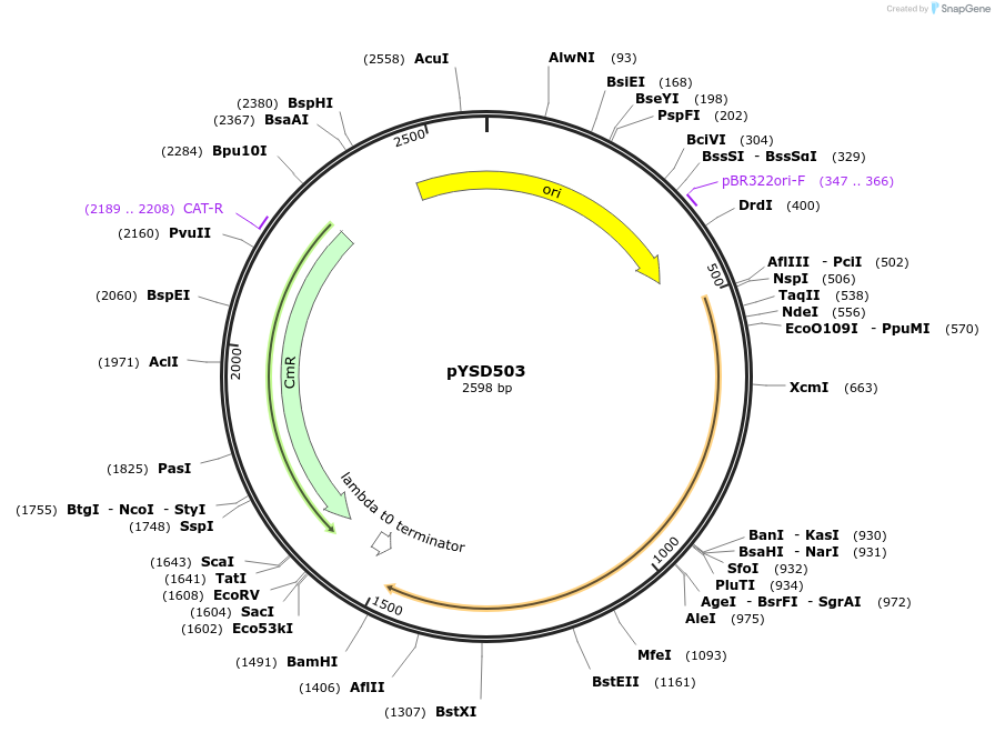 252988-plasmid-map-sequence-id-507327