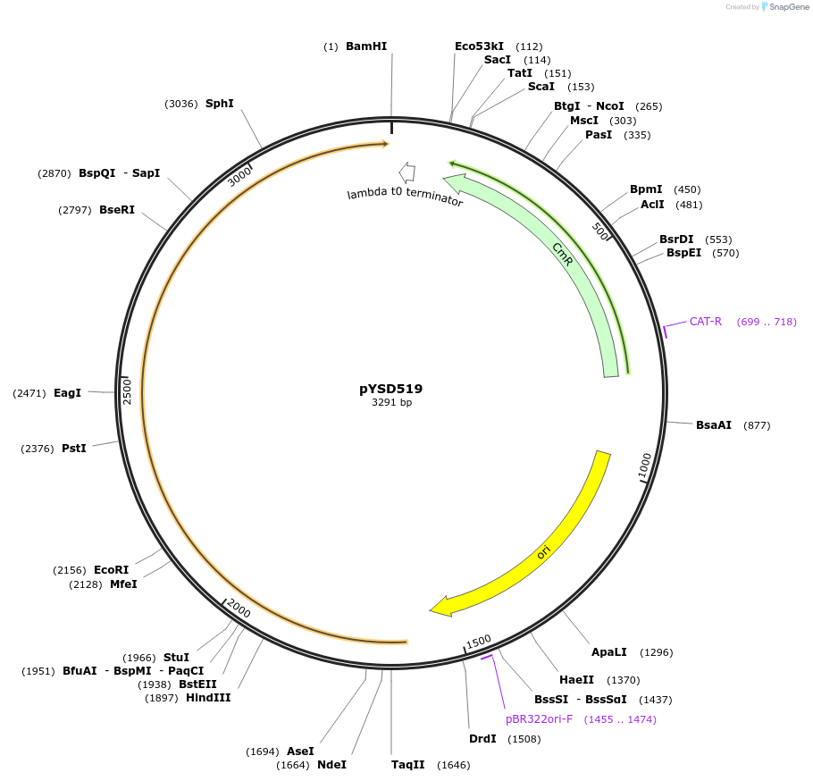 253004-plasmid-map-sequence-id-507328