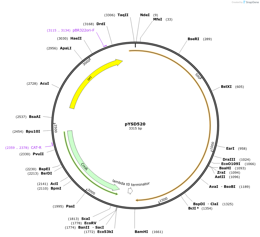 253005-plasmid-map-sequence-id-507329