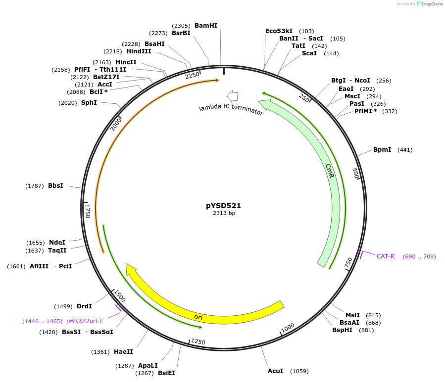 253006-plasmid-map-sequence-id-507330