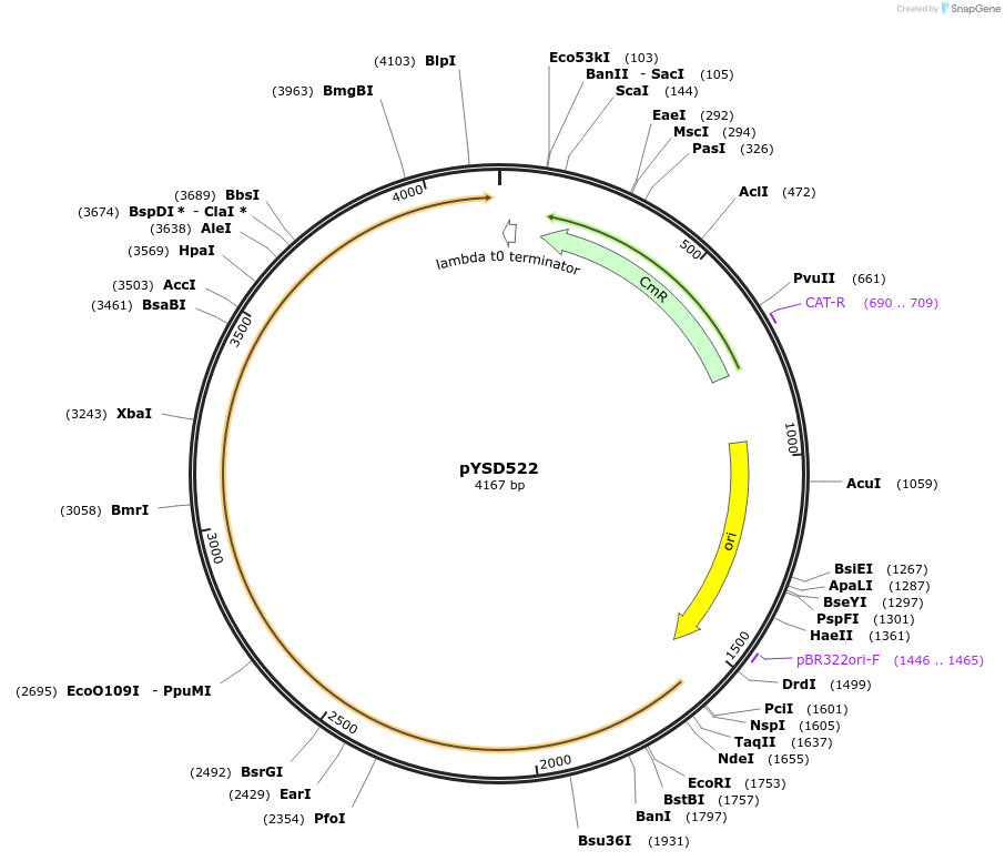 253007-plasmid-map-sequence-id-507331