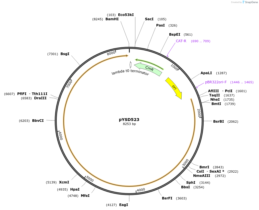 253008-plasmid-map-sequence-id-507332