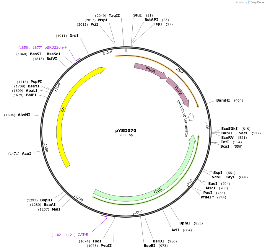 252974-plasmid-map-sequence-id-507334
