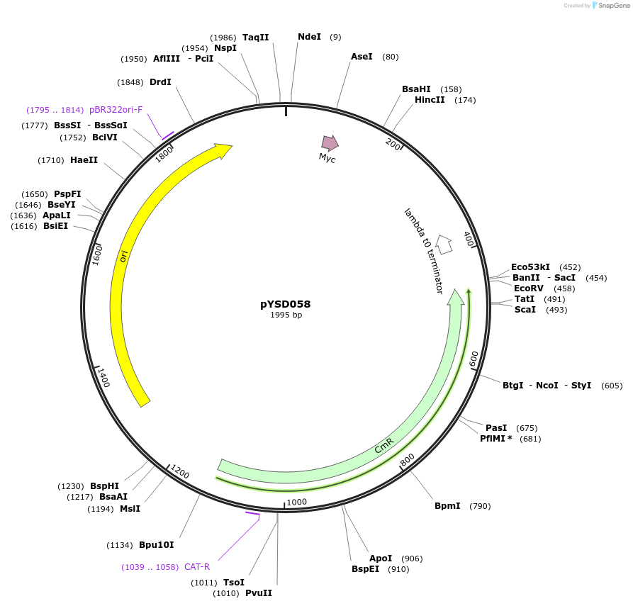 252971-plasmid-map-sequence-id-507335