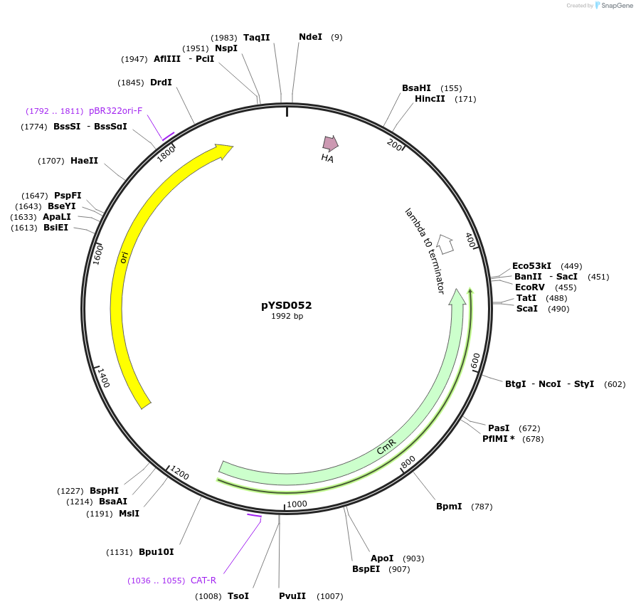 252965-plasmid-map-sequence-id-507336