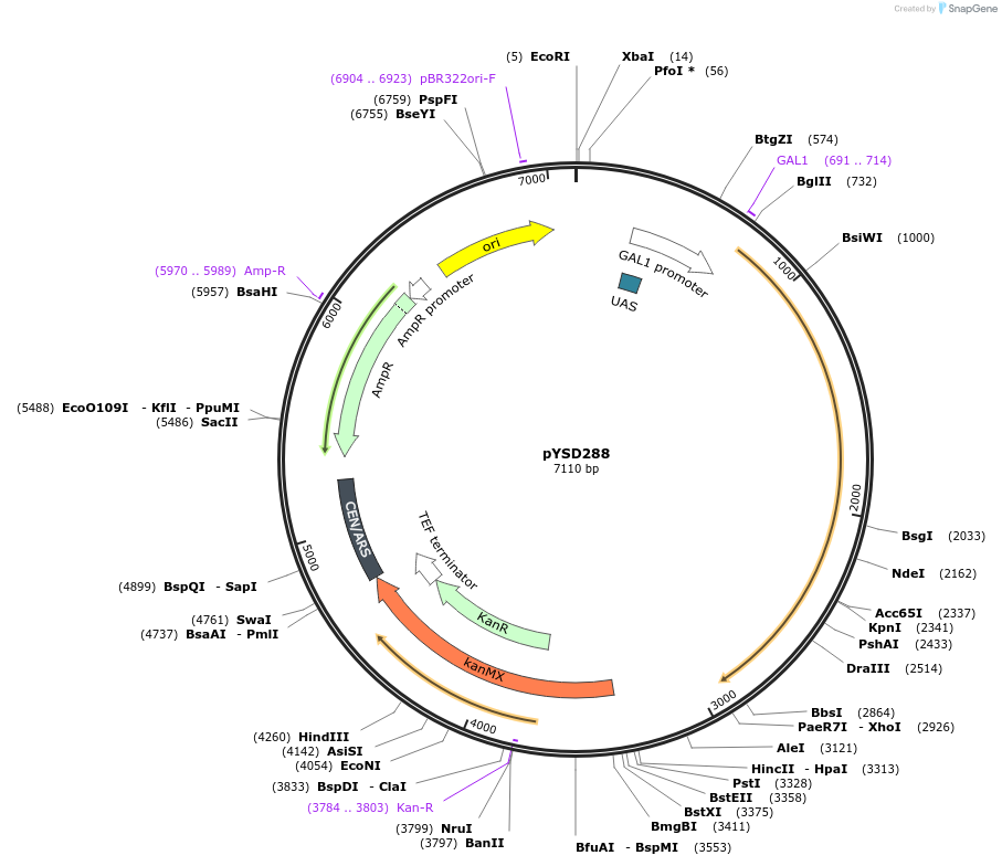 253023-plasmid-map-sequence-id-507339