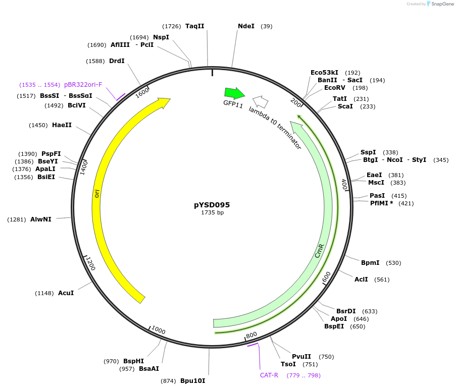 252985-plasmid-map-sequence-id-507344
