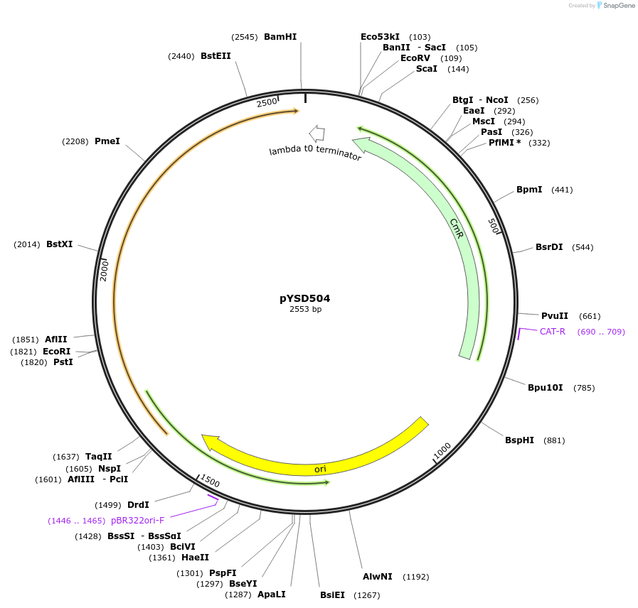 252989-plasmid-map-sequence-id-507346