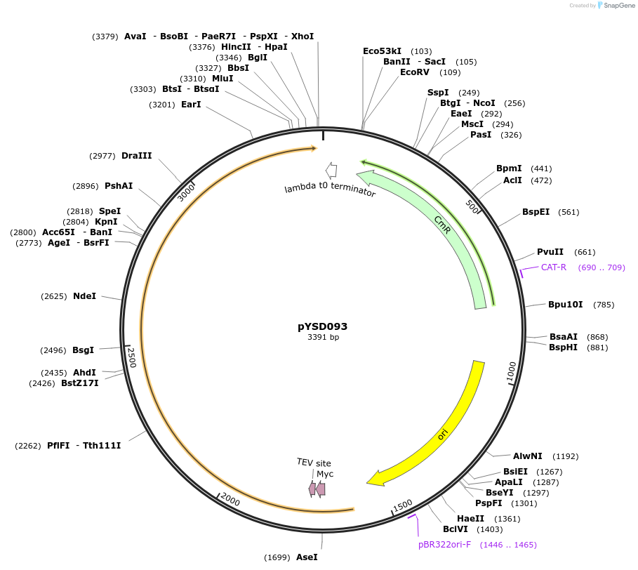 252983-plasmid-map-sequence-id-507347