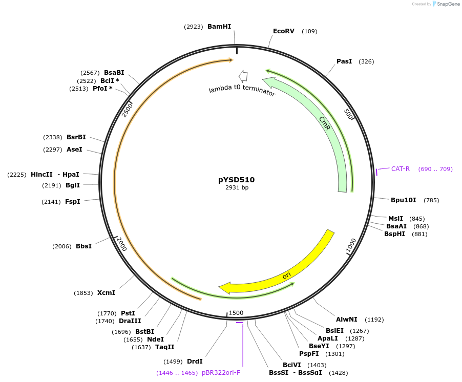 252995-plasmid-map-sequence-id-507348