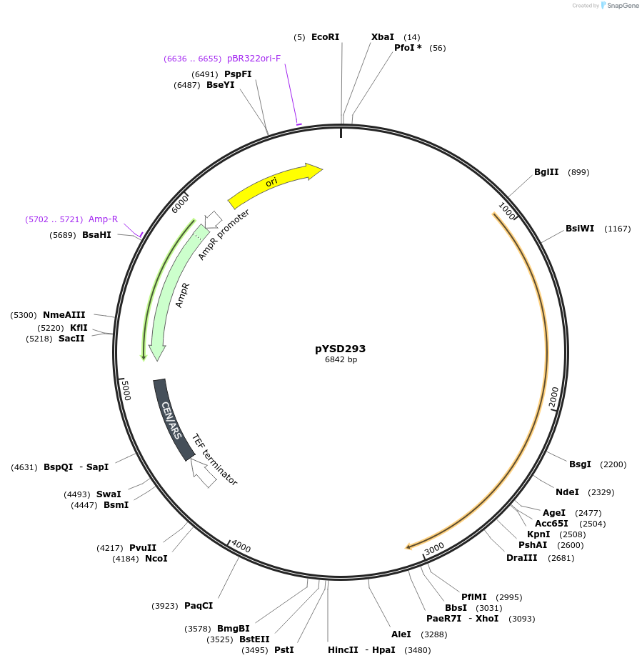 253026-plasmid-map-sequence-id-507349