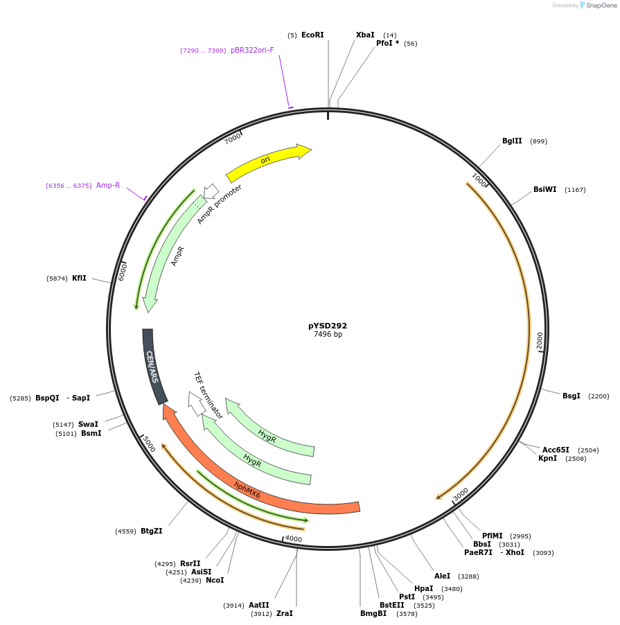 253025-plasmid-map-sequence-id-507350