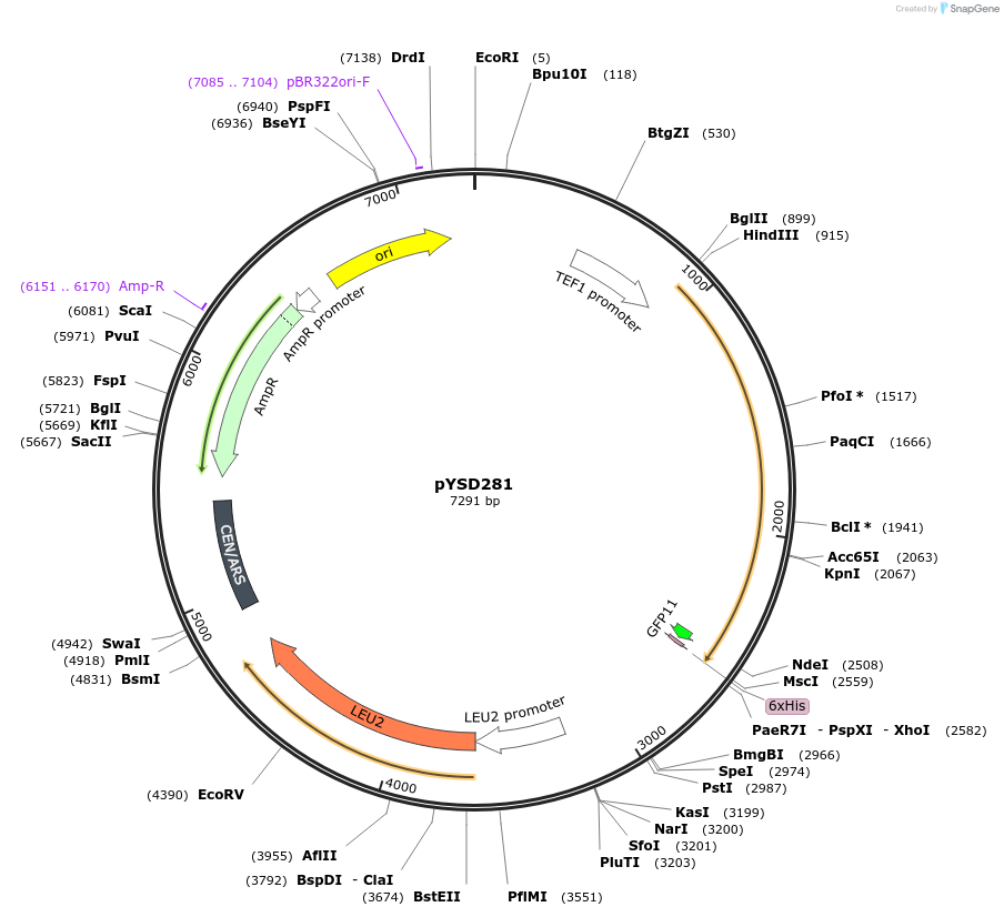 253022-plasmid-map-sequence-id-507352