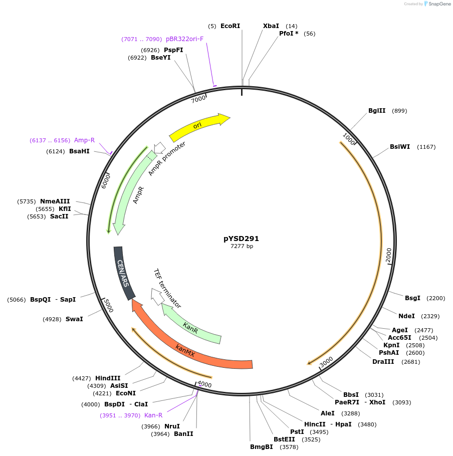 253024-plasmid-map-sequence-id-507353