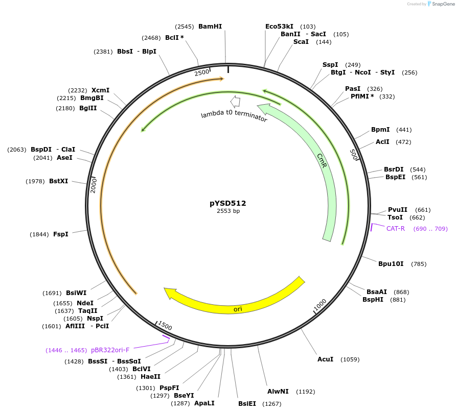 252997-plasmid-map-sequence-id-507354