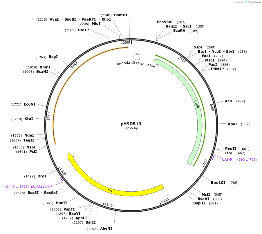 252998-plasmid-map-sequence-id-507355