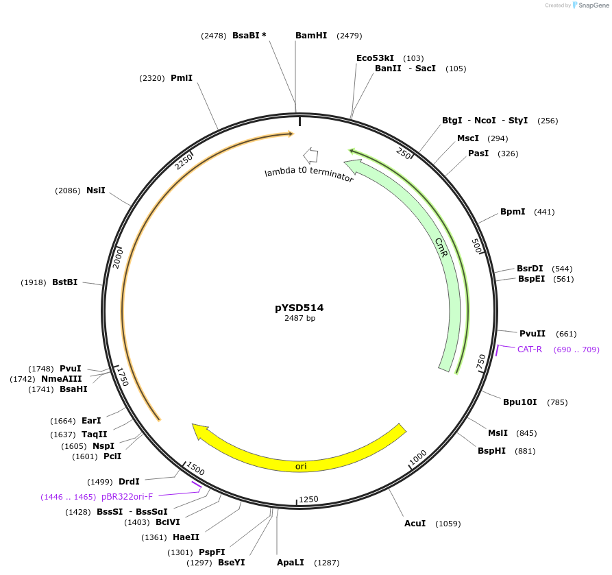 252999-plasmid-map-sequence-id-507356
