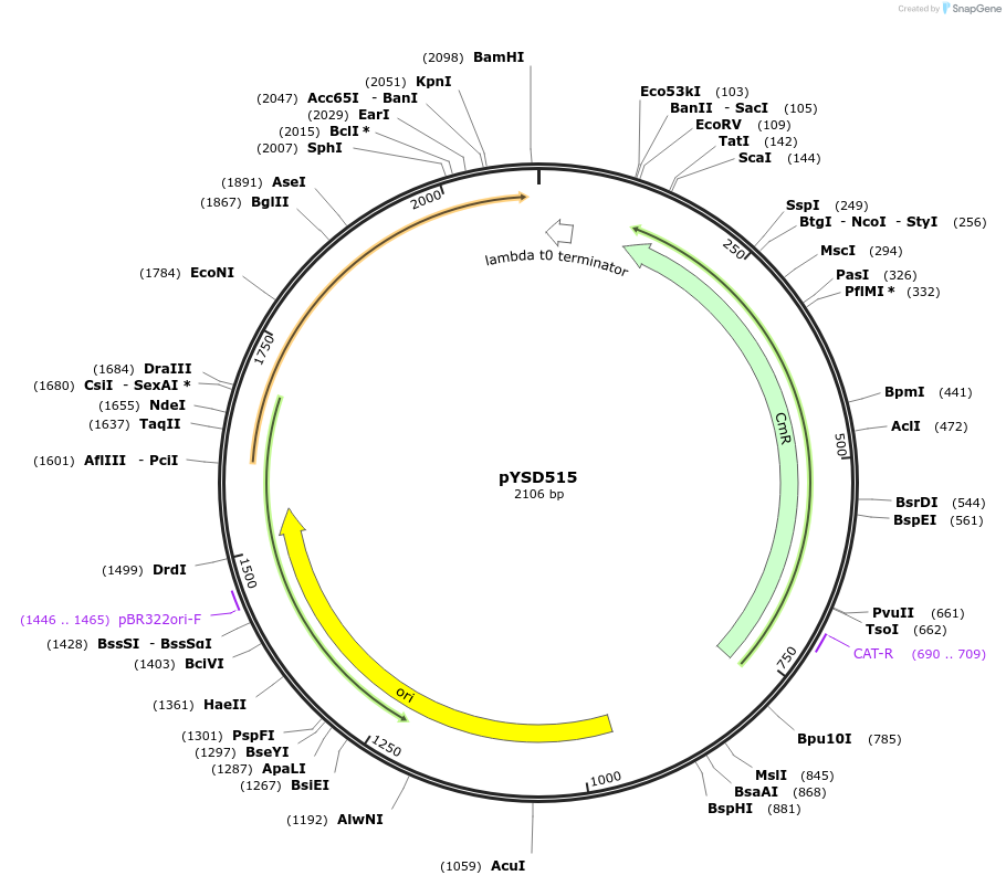 253000-plasmid-map-sequence-id-507357