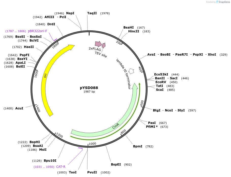 252978-plasmid-map-sequence-id-507358