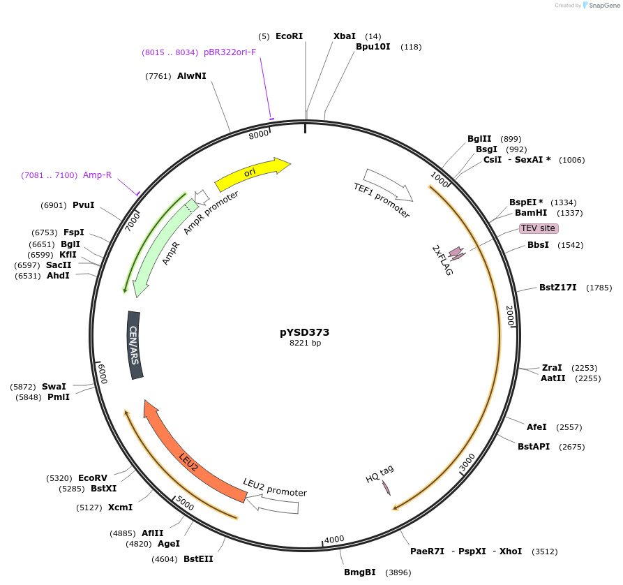 253048-plasmid-map-sequence-id-507362
