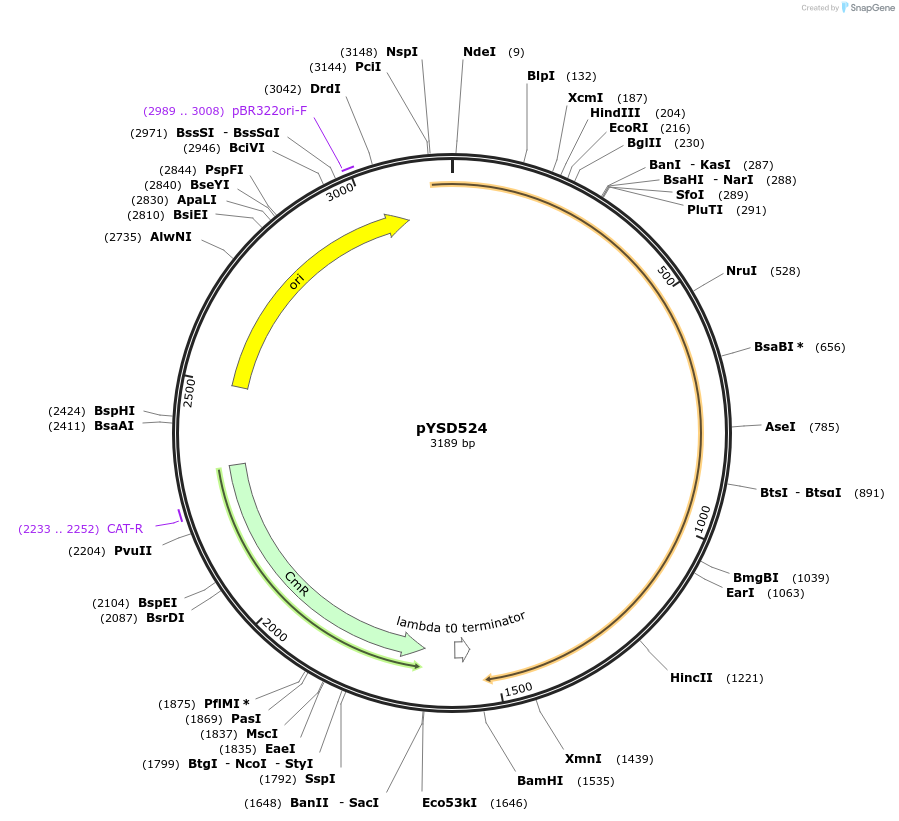 253009-plasmid-map-sequence-id-507363