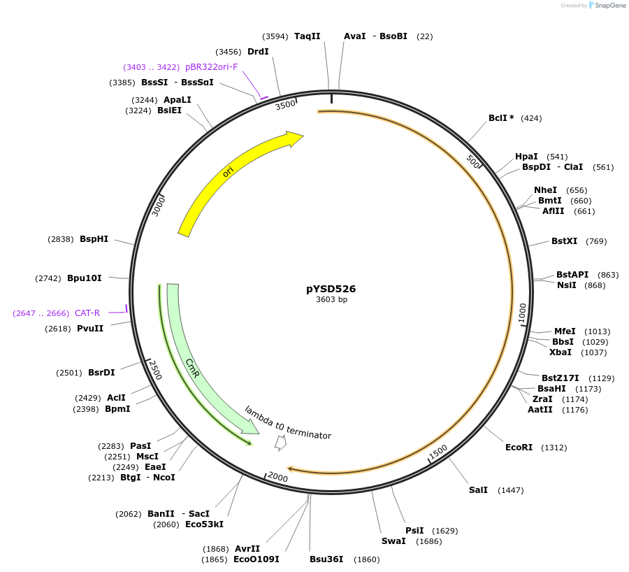 253011-plasmid-map-sequence-id-507365