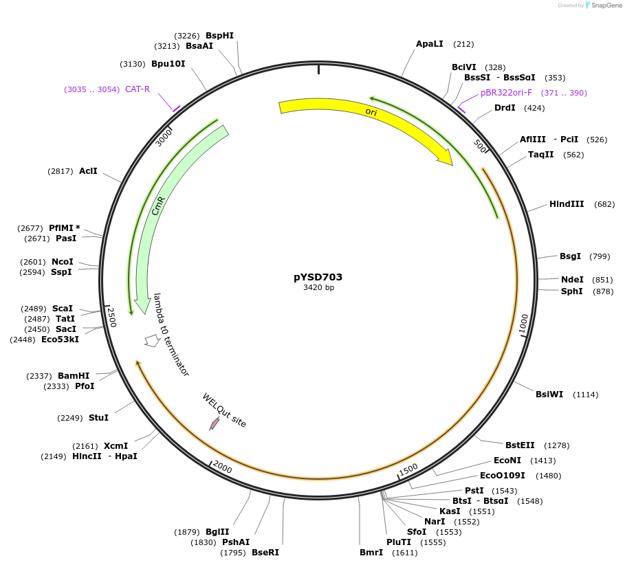 253012-plasmid-map-sequence-id-507366