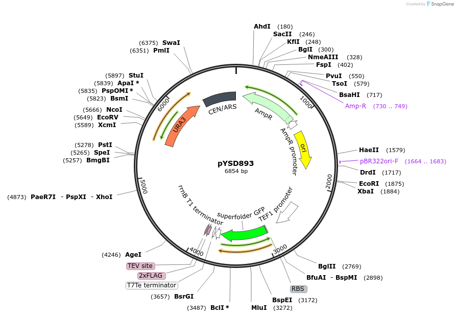 253019-plasmid-map-sequence-id-507368