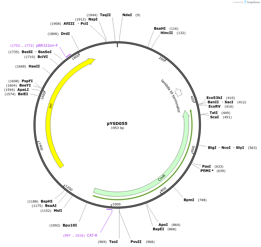252968-plasmid-map-sequence-id-507370