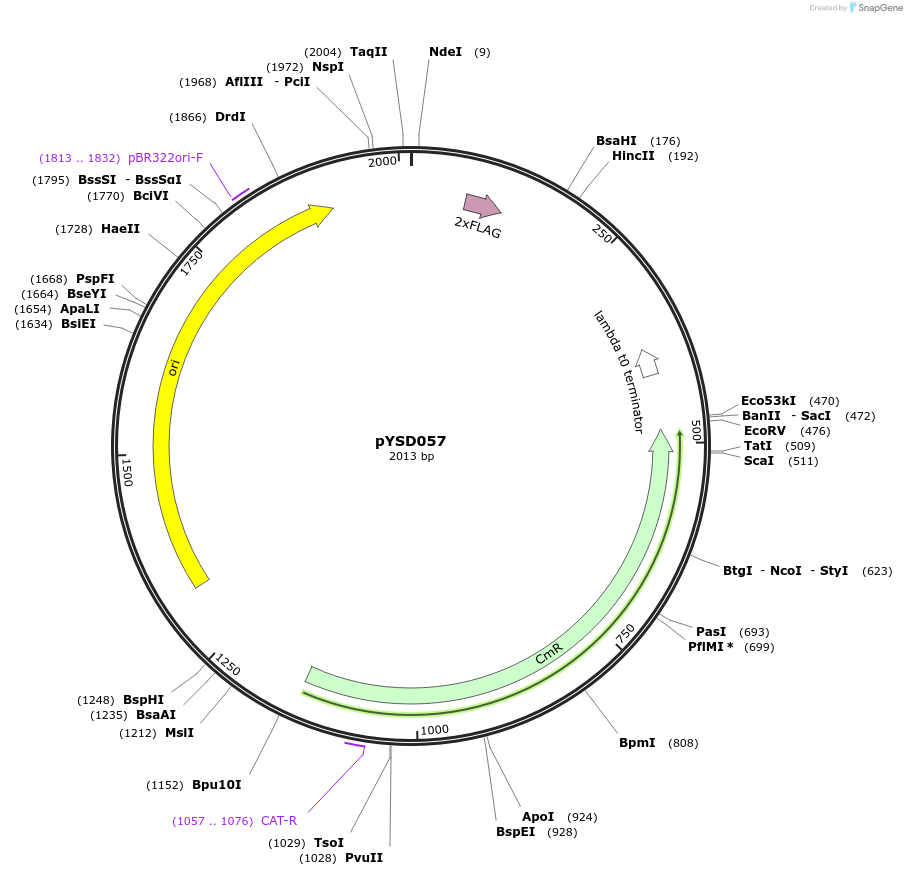 252970-plasmid-map-sequence-id-507372