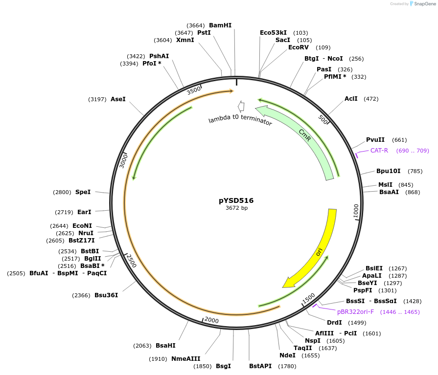 253001-plasmid-map-sequence-id-507373