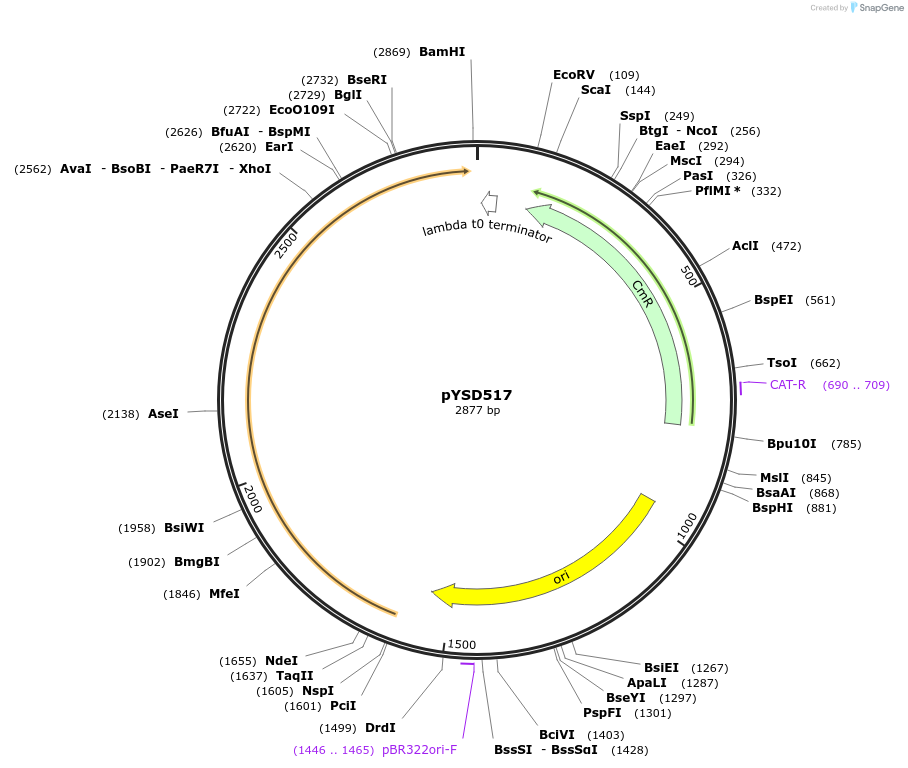 253002-plasmid-map-sequence-id-507374