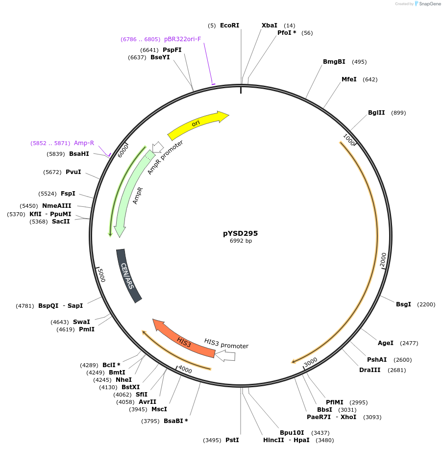 253028-plasmid-map-sequence-id-507375