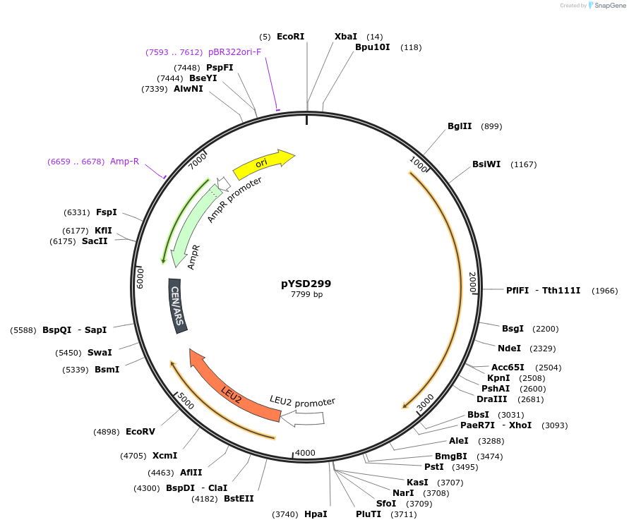 253030-plasmid-map-sequence-id-507376