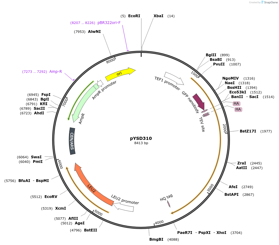 253032-plasmid-map-sequence-id-507378