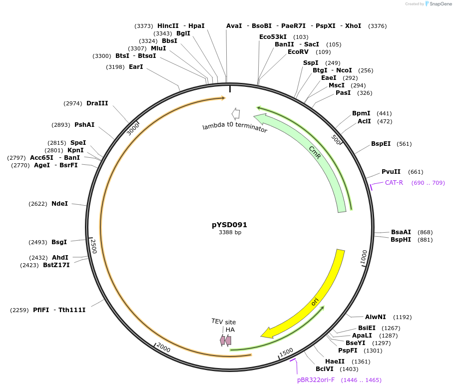 252981-plasmid-map-sequence-id-507379