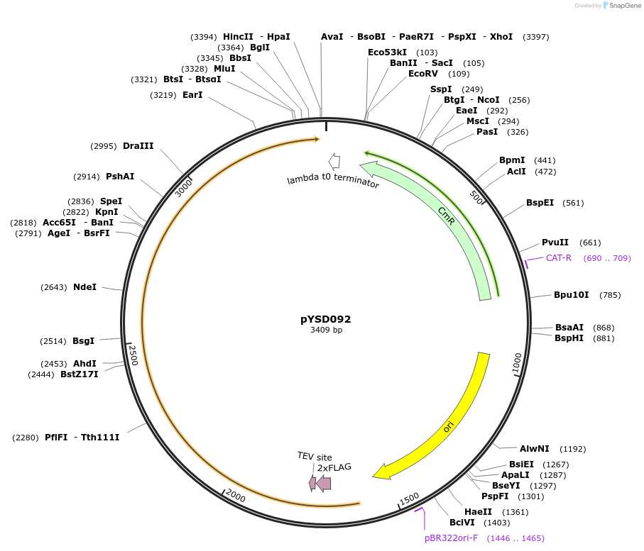 252982-plasmid-map-sequence-id-507380